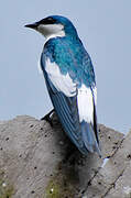 White-winged Swallow