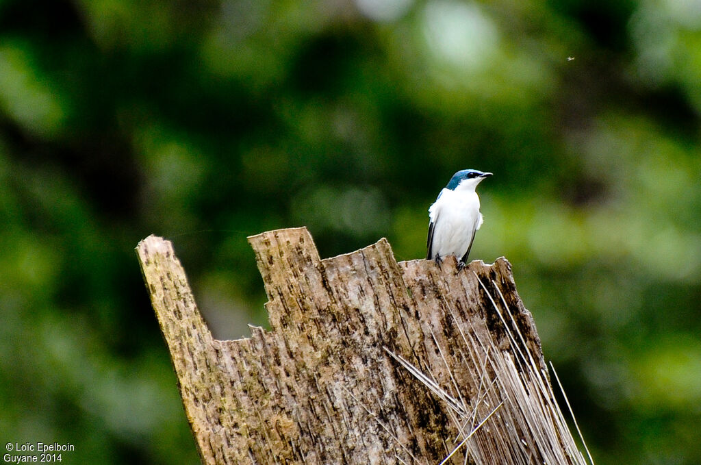 Hirondelle à ailes blanches