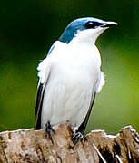 White-winged Swallow