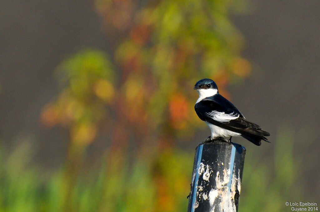 Hirondelle à ailes blanches