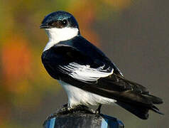 White-winged Swallow