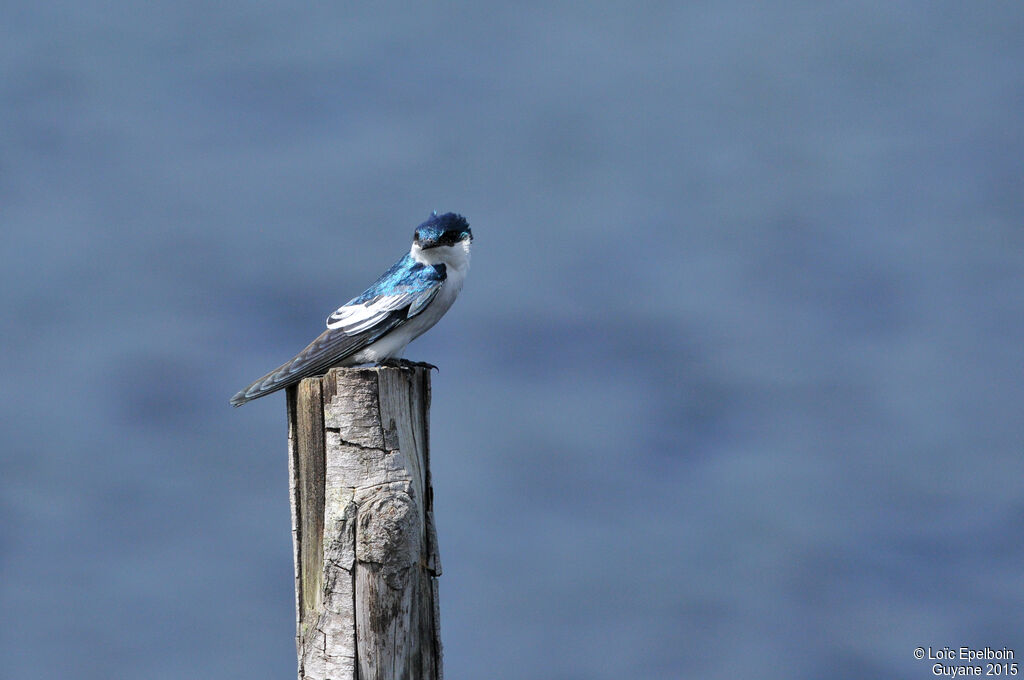 White-winged Swallow