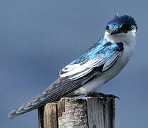 White-winged Swallow