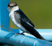 White-winged Swallow