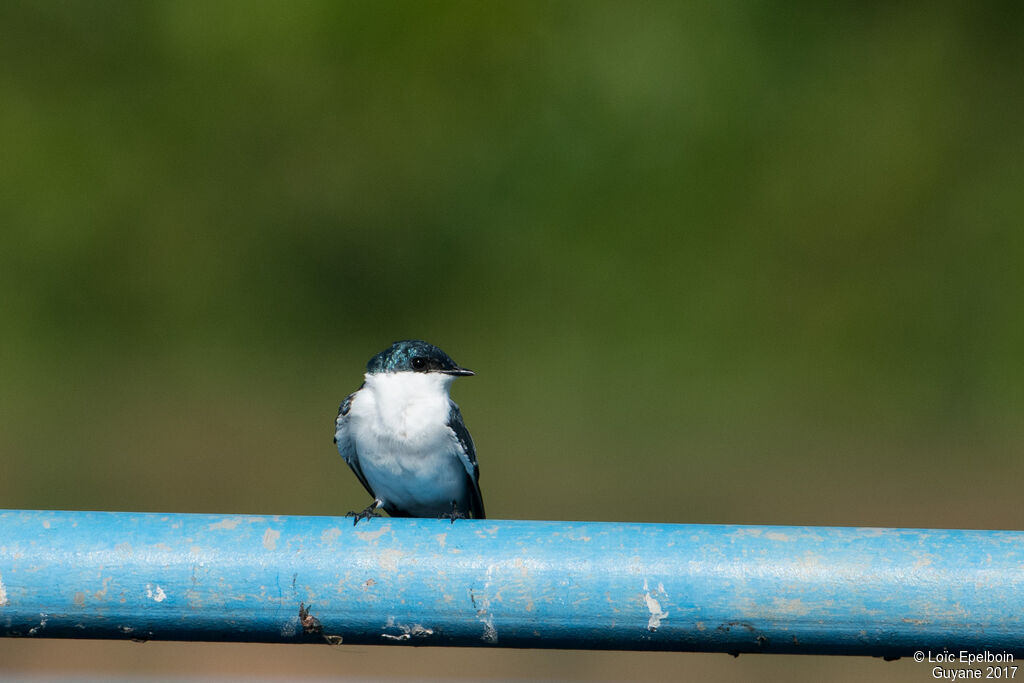 White-winged Swallow