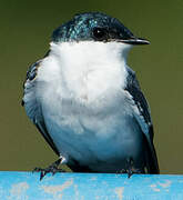 White-winged Swallow