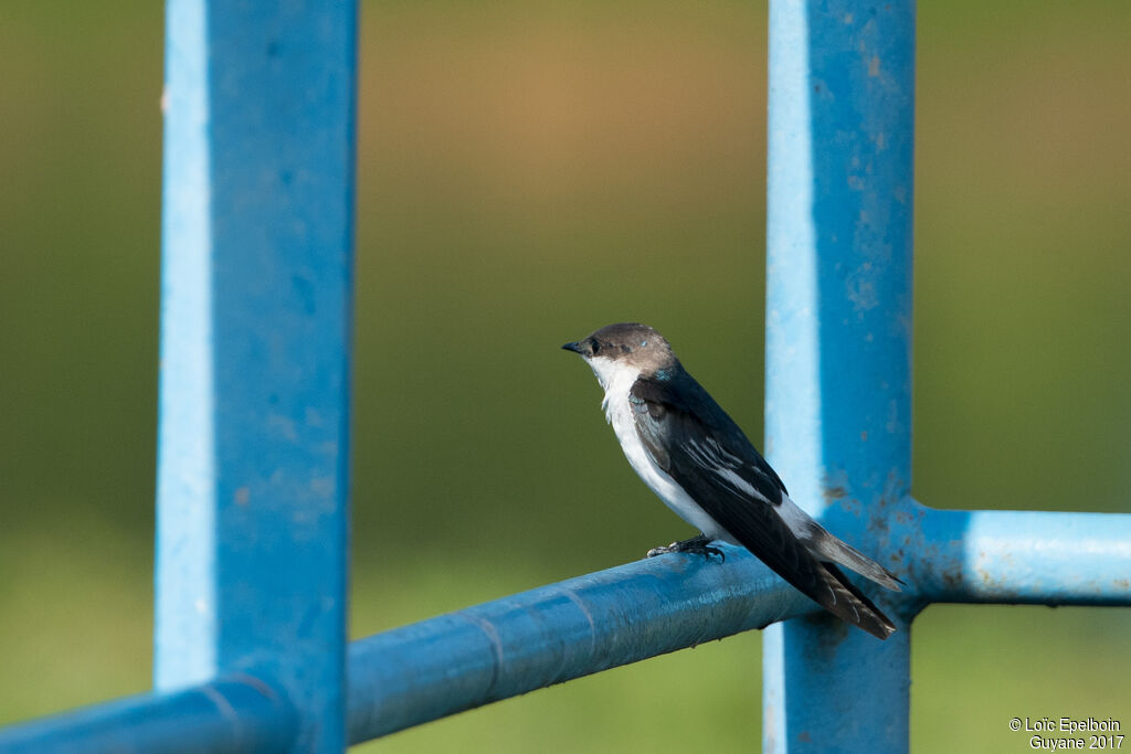 Hirondelle à ailes blanches