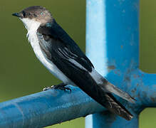 White-winged Swallow