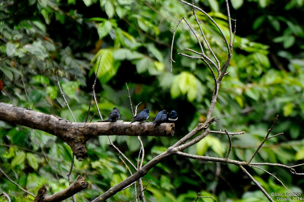 Hirondelle à ceinture blanche