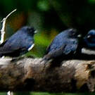 Hirondelle à ceinture blanche