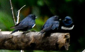 White-banded Swallow