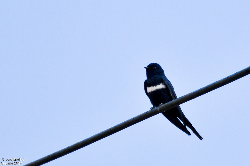 White-banded Swallow