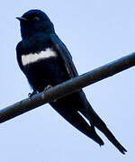 White-banded Swallow