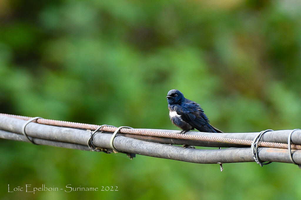 White-banded Swallow