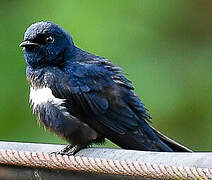 White-banded Swallow