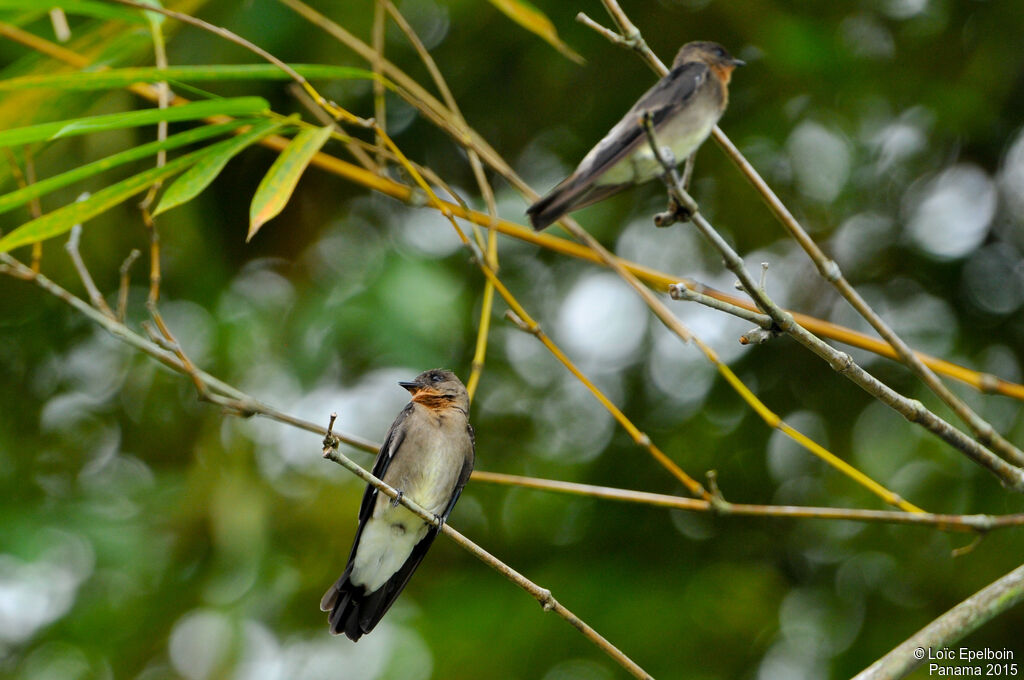 Southern Rough-winged Swallow