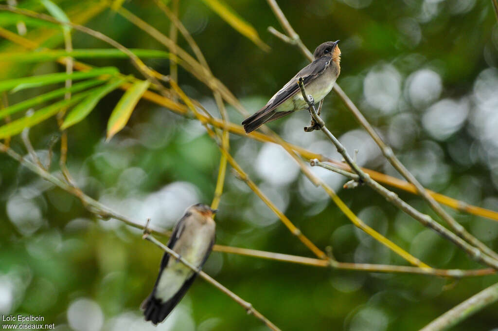 Southern Rough-winged Swallowadult, identification