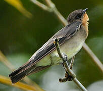 Southern Rough-winged Swallow