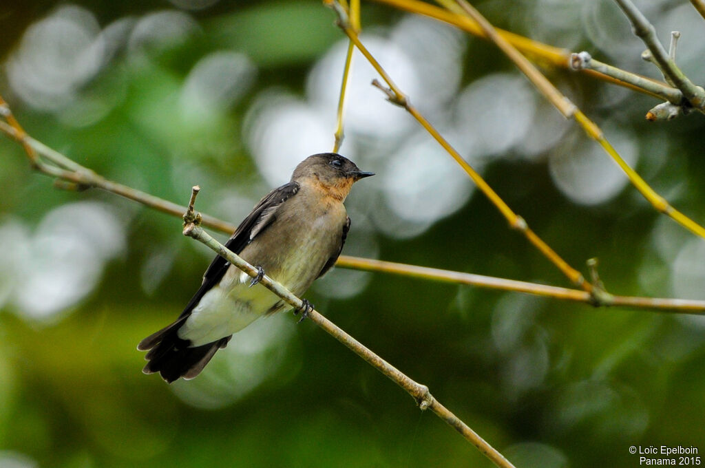 Hirondelle à gorge rousse