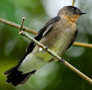 Southern Rough-winged Swallow