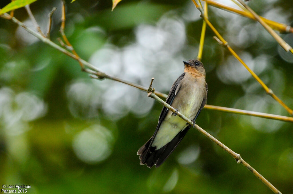 Hirondelle à gorge rousse