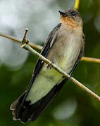 Southern Rough-winged Swallow