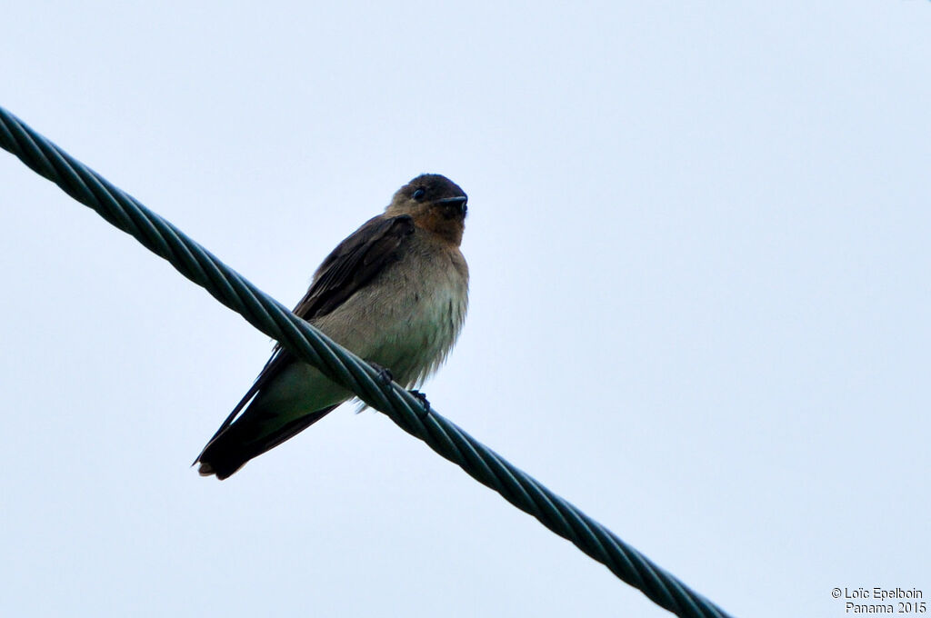 Southern Rough-winged Swallow