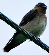 Southern Rough-winged Swallow