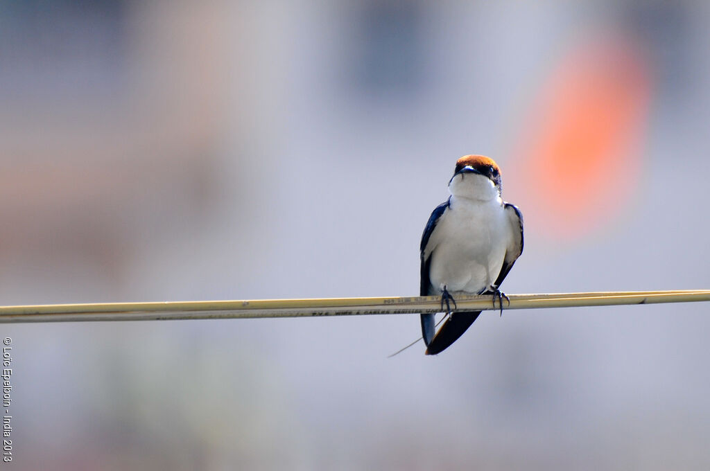 Wire-tailed Swallow