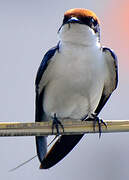 Wire-tailed Swallow