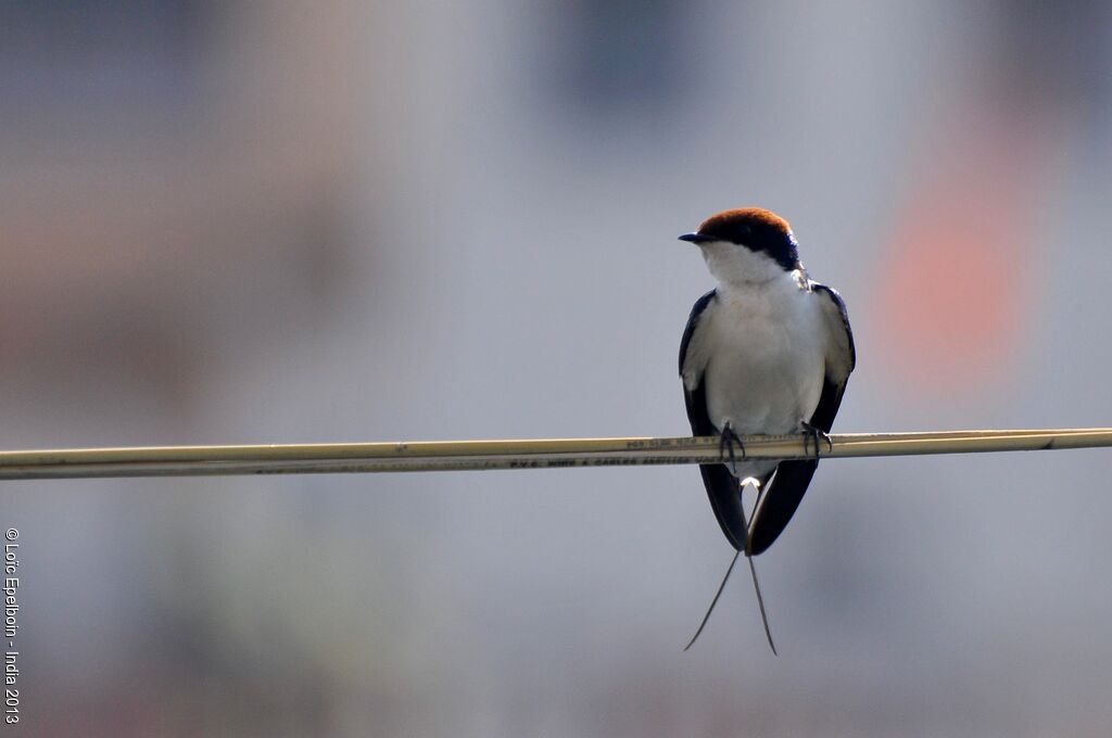 Wire-tailed Swallow