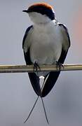 Wire-tailed Swallow