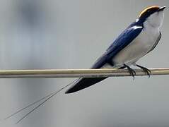 Wire-tailed Swallow