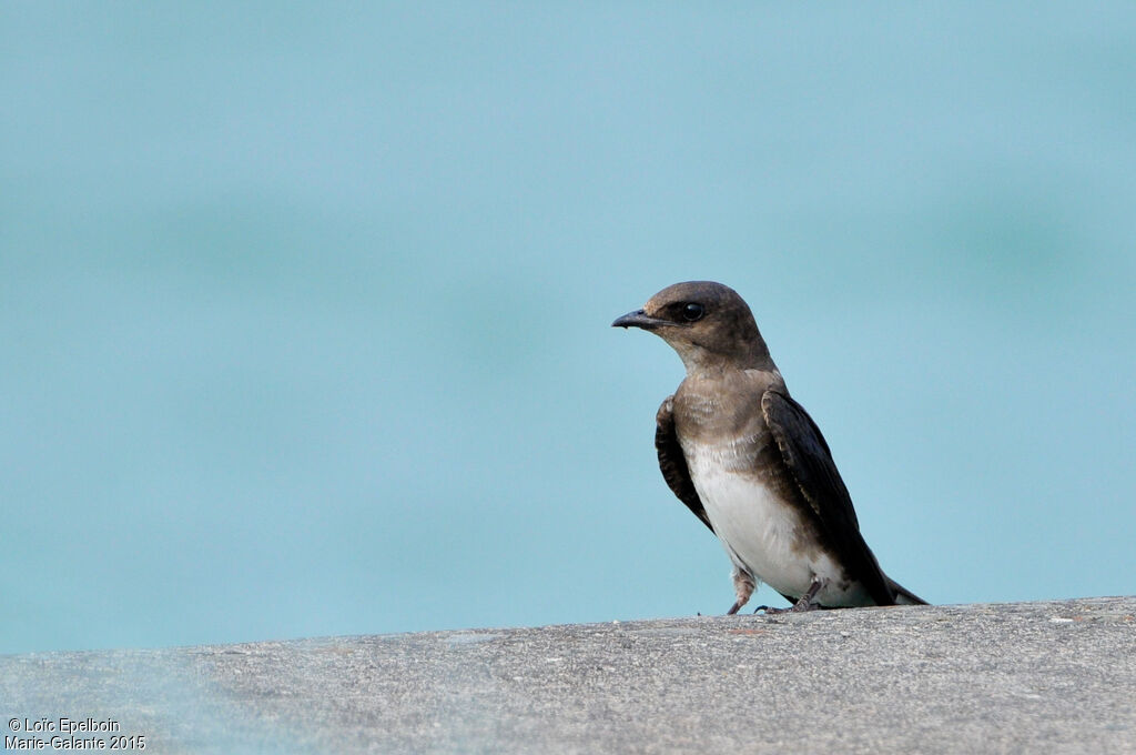 Caribbean Martin