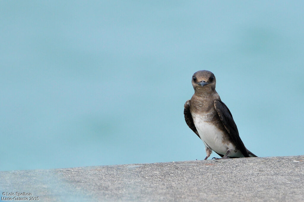 Caribbean Martin