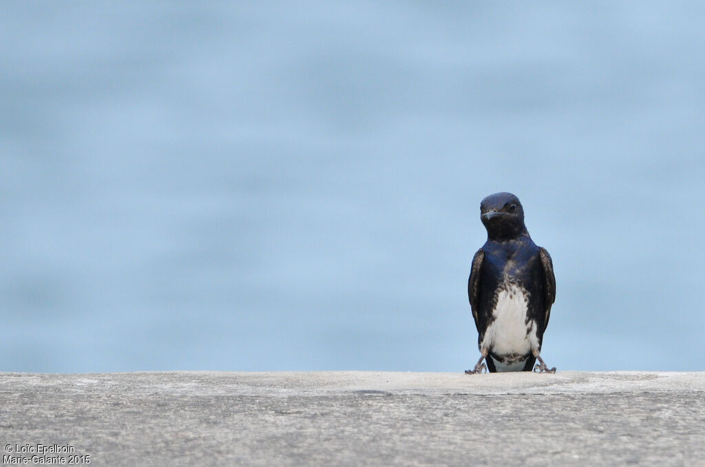 Caribbean Martin