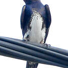 Hirondelle à ventre blanc