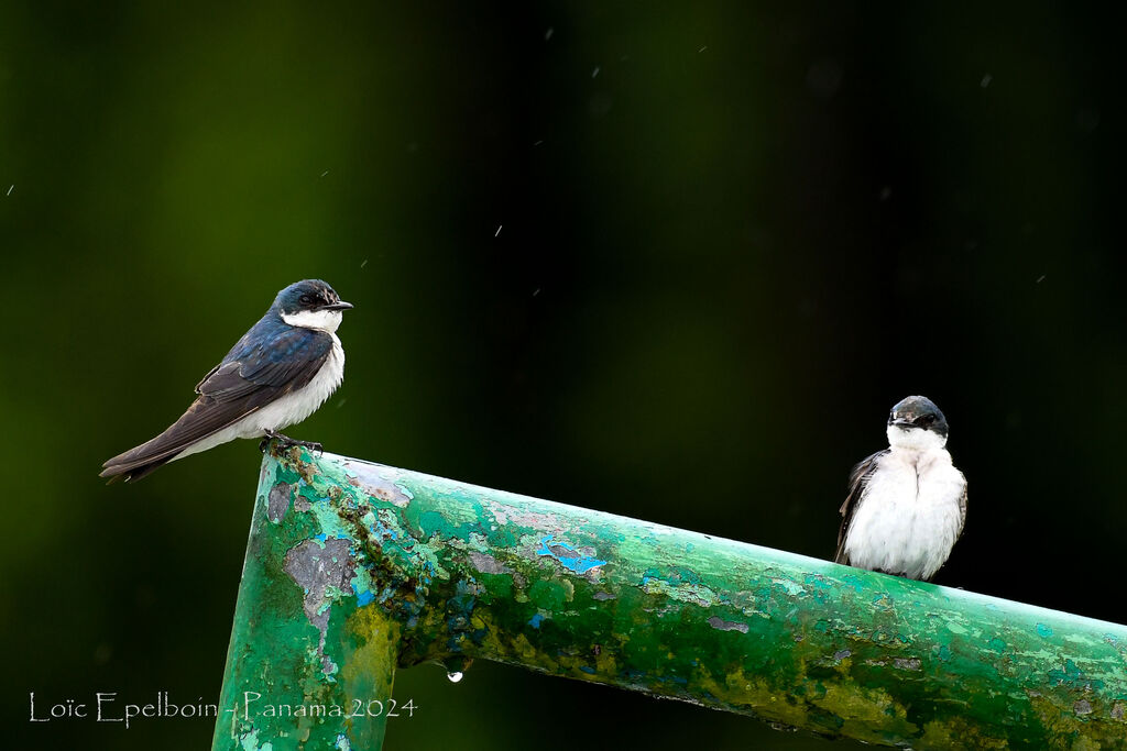 Blue-and-white Swallow