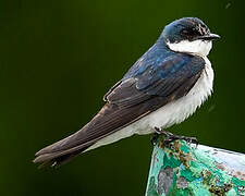 Blue-and-white Swallow