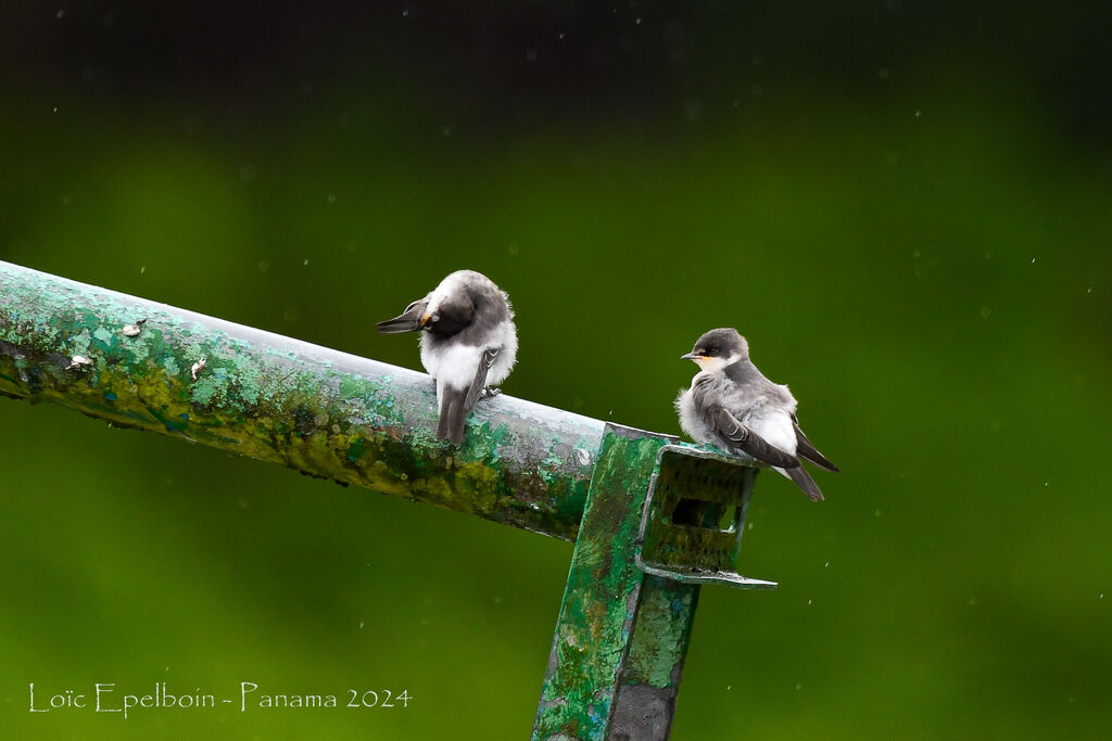Blue-and-white Swallow