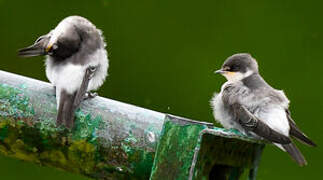 Blue-and-white Swallow
