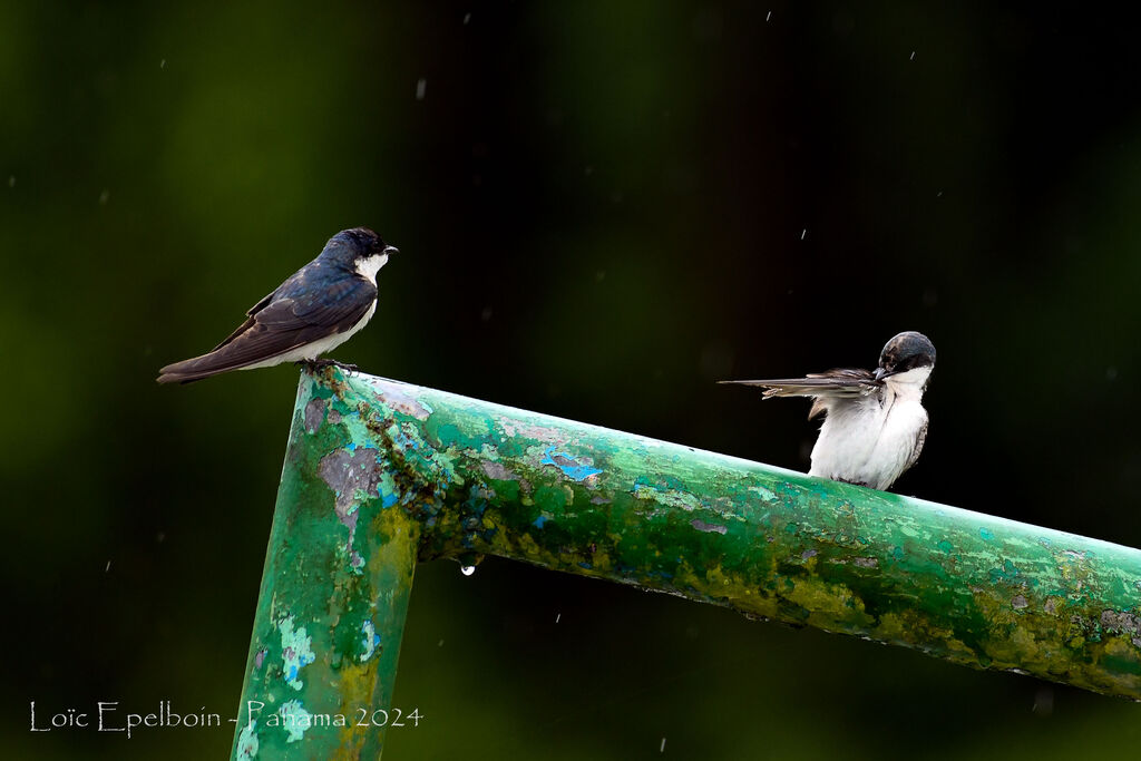 Blue-and-white Swallow