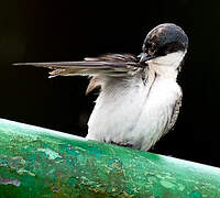 Blue-and-white Swallow
