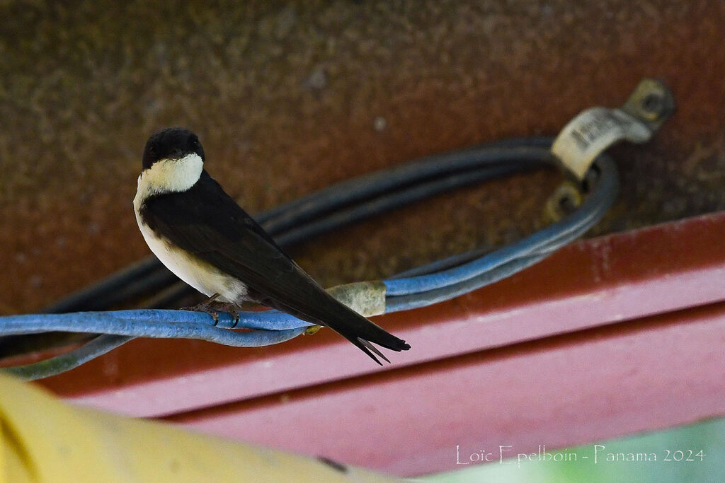 Hirondelle bleu et blanc