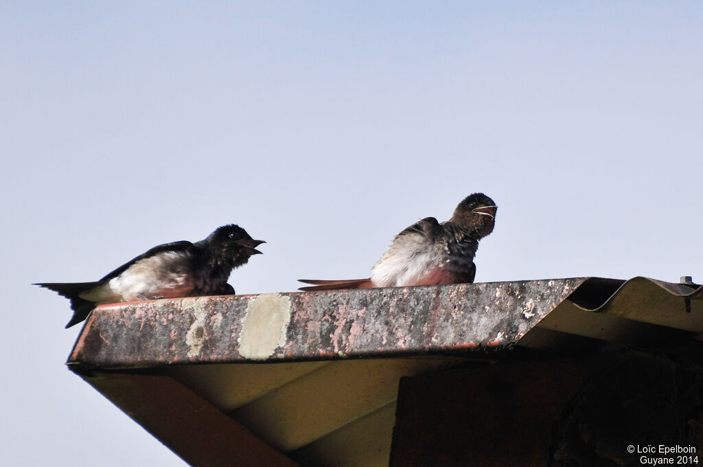 Grey-breasted Martin