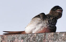 Grey-breasted Martin