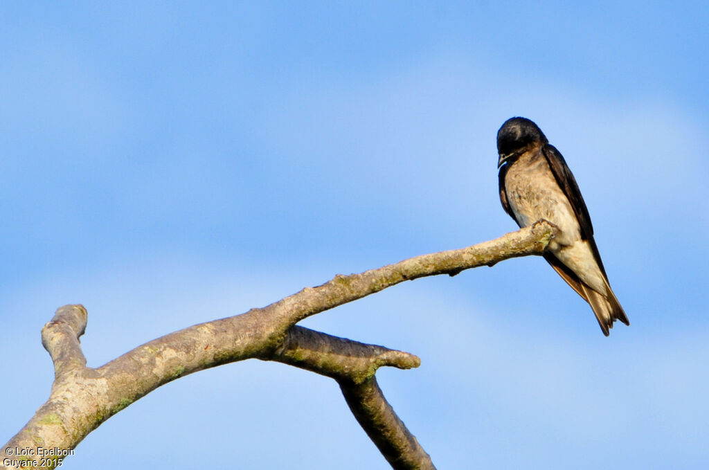 Hirondelle chalybée