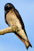 Grey-breasted Martin