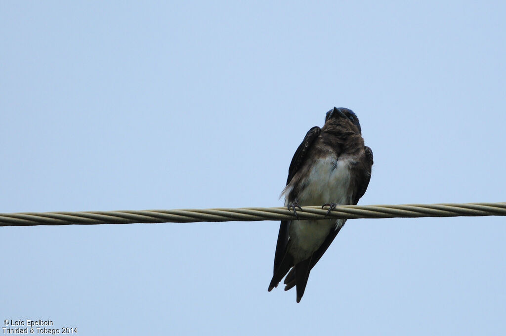 Grey-breasted Martin