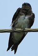 Grey-breasted Martin